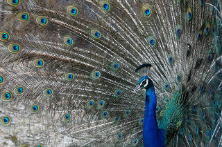 Palestinian farmer hopes to expand his peacock farm for better living