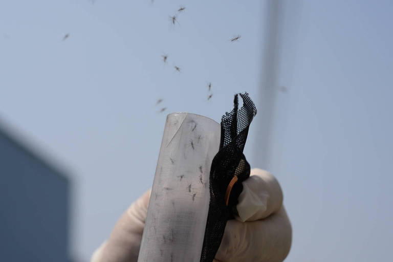 Mosquitos infectados com bactéria reduzem incidência de dengue e chikungunya no RJ