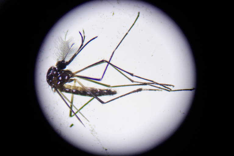 Estado de São Paulo registra mais três mortes por dengue