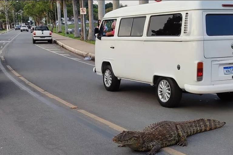 Jacaré passeia por avenida mineira e não assusta ninguém