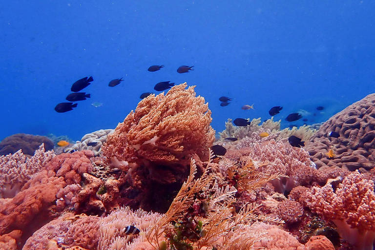 Peixes nadando em meio a recife de corais