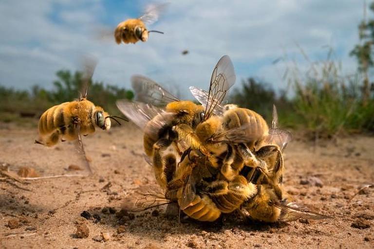 Foto de 'bola' de abelhas enfurecidas vence prêmio