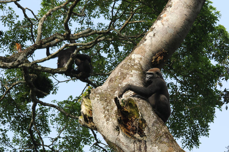 Chimpanzés (à esq.) e um gorila na mesma árvore no Parque Nacional Nouabalé-Ndoki, na República Democrática do Congo