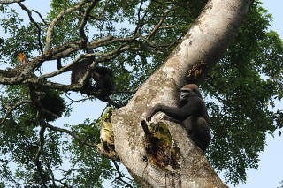 chimpanzees, left, and a gorilla in the Nouabalé-Ndoki National Park of the Republic of Congo. Scientists have observed the apes associating, feeding, even sometimes playing with one another. (Sean Brogan, GTAP/WCS via The New York Times)