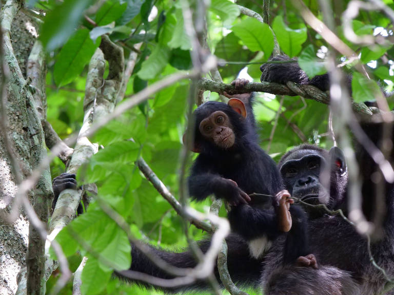 Chimpanzé fêmea com seu filhote em uma árvore