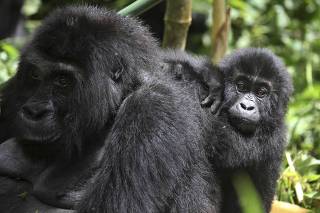 Lowland Gorillas are seen in Kahuzi-Biega National Park in South Kivu, eastern Democratic Republic of Congo