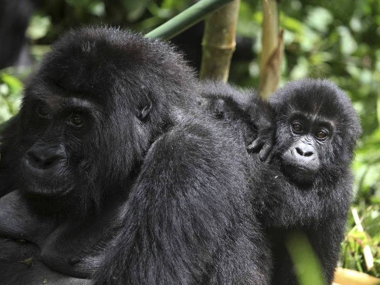 Gorila fêmea carrega o filhote nas costas