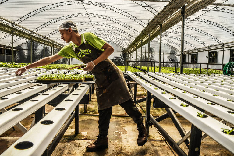 Fazenda da Mercedes-Benz, construída em parceria com a startup BeGreen, fornece alimentos orgânicos para o restaurante da empresa