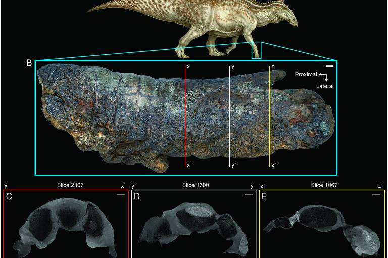 Múmias de dinossauro podem ser mais comuns do que se pensava