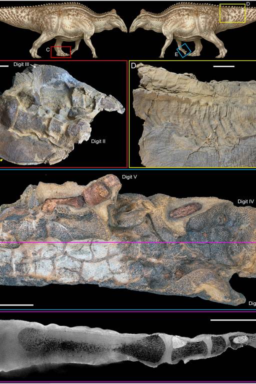 QQ SABER É SAÚDE Múmia de dinossauro recentemente descoberta é tão bem  preservada que até tem