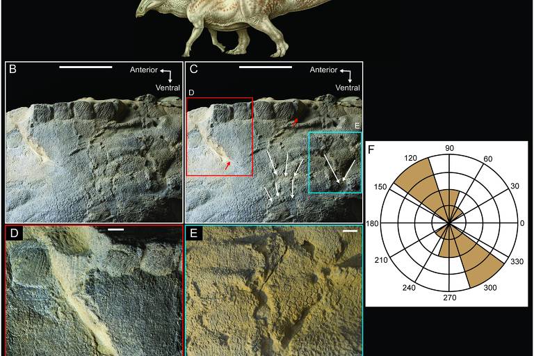 Descoberta de tecidos moles e elásticos em fóssil de um Tyrannosaurus rex –  Paleontologia Hoje