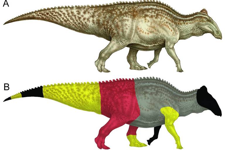 Duas ilustrações do dinossauro Edmontosaurus: acima, a representação de como ele era; abaixo, a divisão das partes encontradas