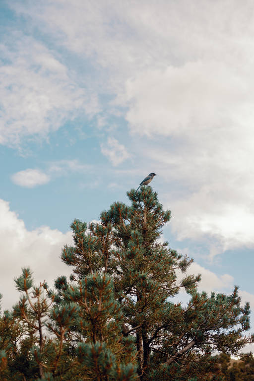Não está inteiramente claro por que os pinheiros bristlecone têm vida tão longa, mas uma chave parece ser seu crescimento muito lento, já que eles se expandem apenas uma polegada a cada cem anos, o que torna sua madeira especialmente compacta e lhes confere proteção adicional contra insetos e decomposição