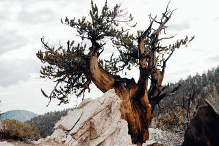 Great Basin bristlecone pine trees, which endure in harsh conditions that other vegetation cannot withstand, in Bishop, Calif. on Sept. 13, 2022. (Adam Perez/The New York Times)