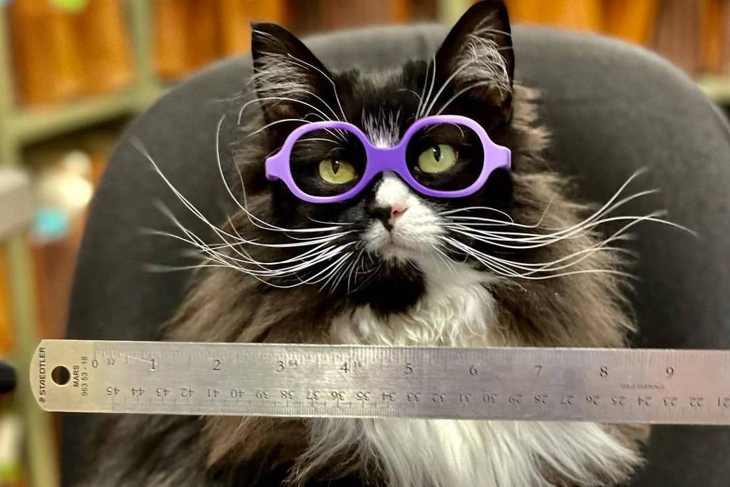 Jogo Americano Gato Com Óculos