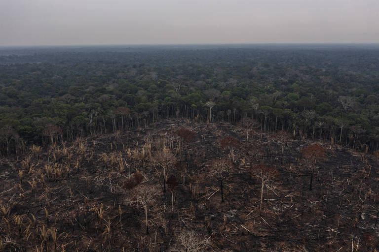 Amazônia tem queda no desmatamento em janeiro, segundo dados parciais do Inpe