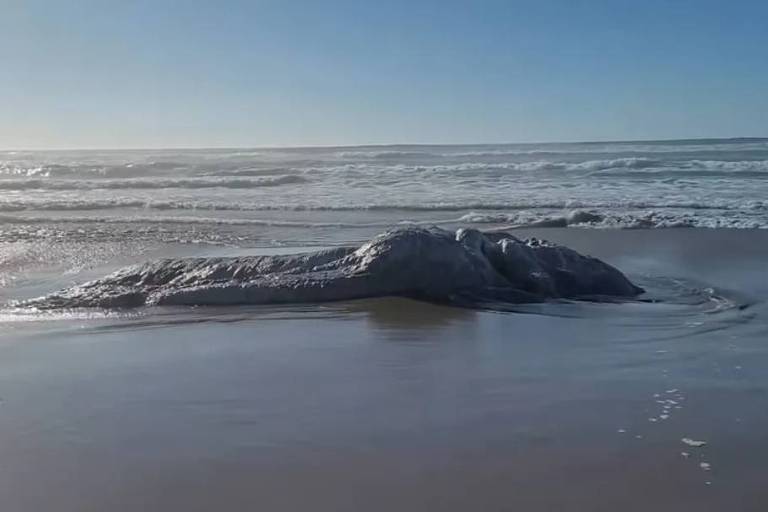 Em foto colorida,  uma carcaça de baleia é encontrada em praia nos Estados Unidos