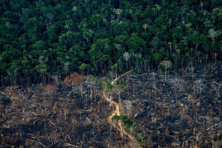 Bolsonaro ou Lula: em qual governo a taxa de desmatamento na Amazônia foi maior?