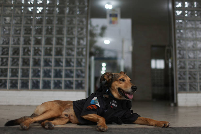 Cachorro resgatado vira mascote da polícia no Rio