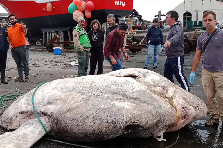 Peixe gigante de quase 3 toneladas se torna maior já registrado; veja vídeo