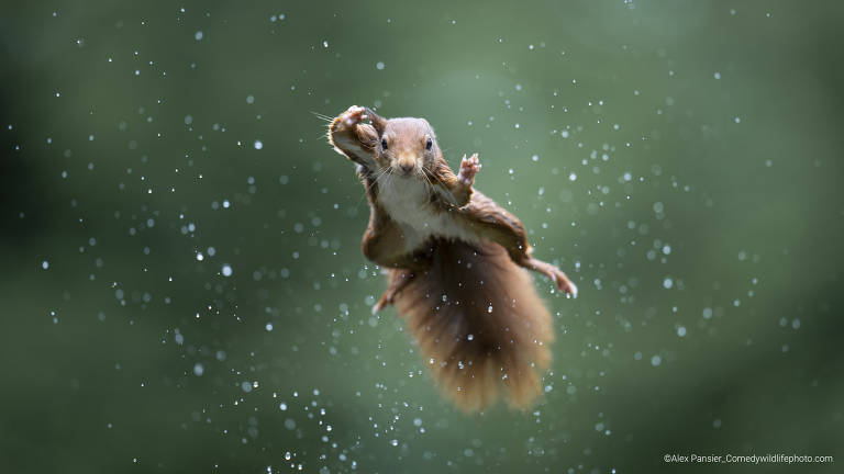 Um esquilo vermelho salta durante uma tempestade, então você pode ver as gotas voando ao redor na Holanda