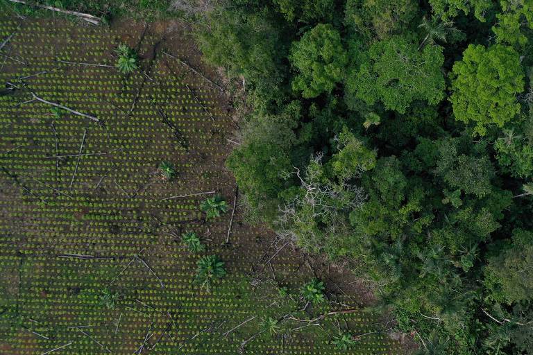 Plantação de coca bate recorde na Colômbia e eleva desafio do governo Petro