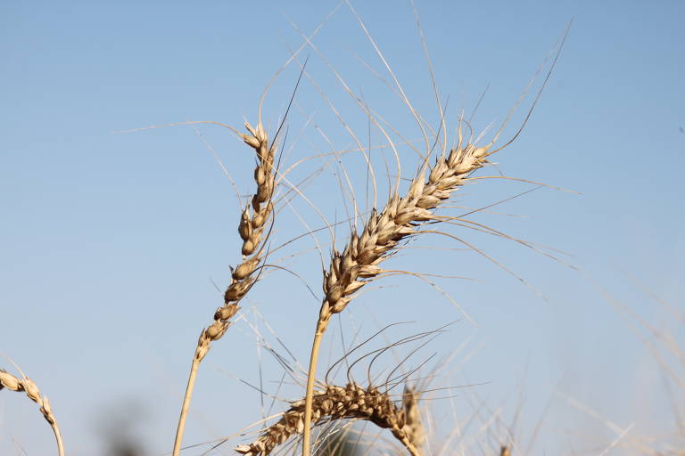 Apesar da dificuldade de plantio neste ano, a colheita do ano passado foi tão prejudicada pela seca que a produção de 2022/23 será maior do que a safra anterior