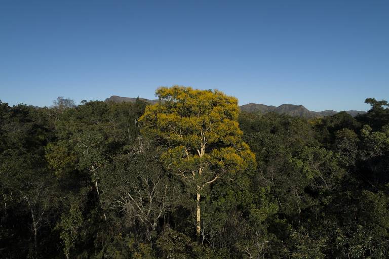Legado Verdes do Cerrado, da Votorantim, em Goiás
