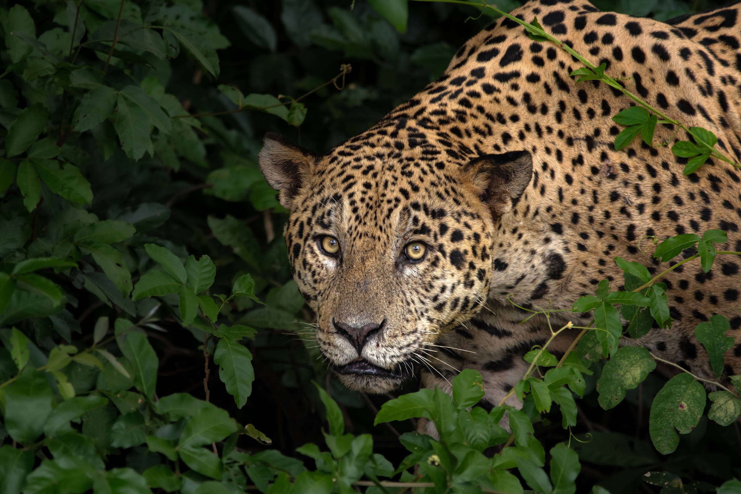 Coleção Folha apresenta 30 animais brasileiros a crianças - 18/03