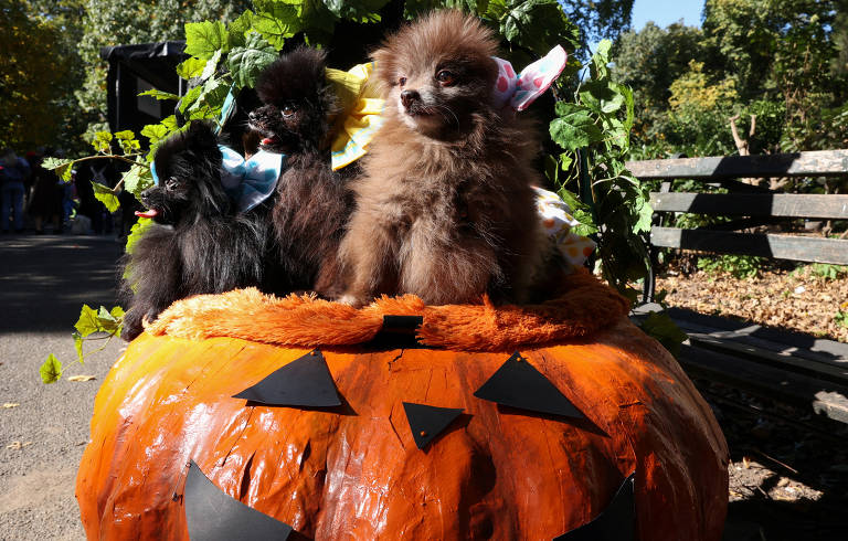 Cães participam de tradicional desfile de Halloween nos EUA; veja fotos