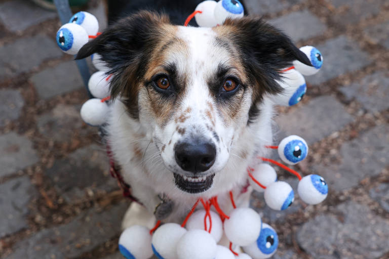 Pets participam de desfile de Halloween nos EUA; veja