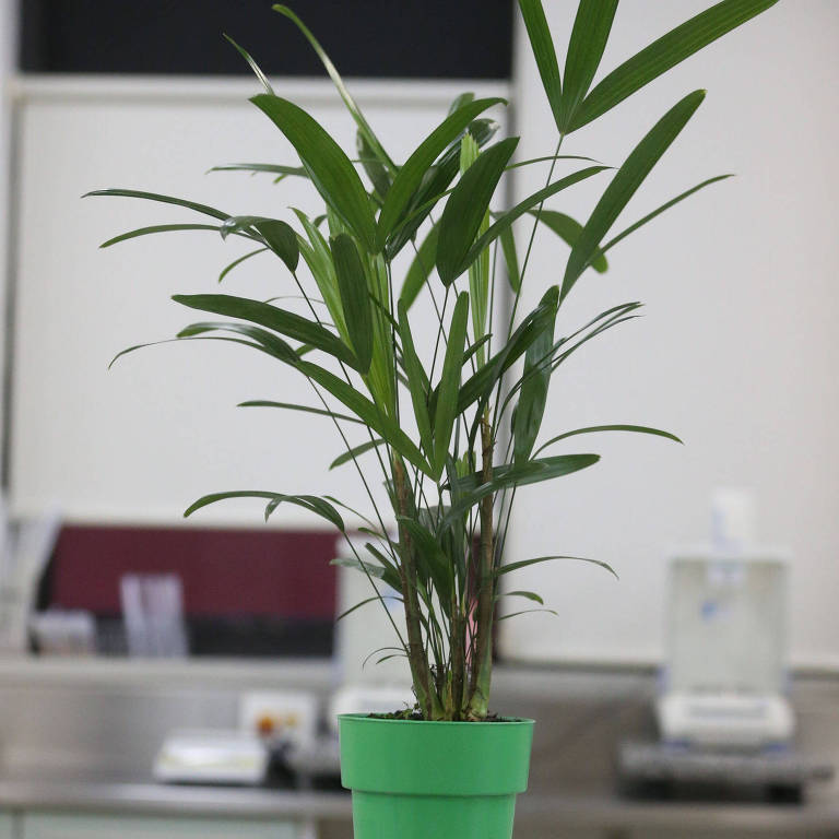 Palmeira ráfia em um vaso de plástico verde. Suas folhas são verde escuras e alongadas