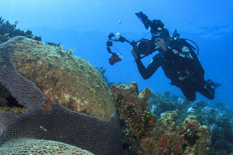 Coral em primeiro plano e mergulhador, ao fundo, com uma câmera