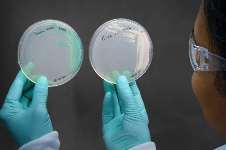 Cientista segura dois círculos de vidro com culturas de fungos