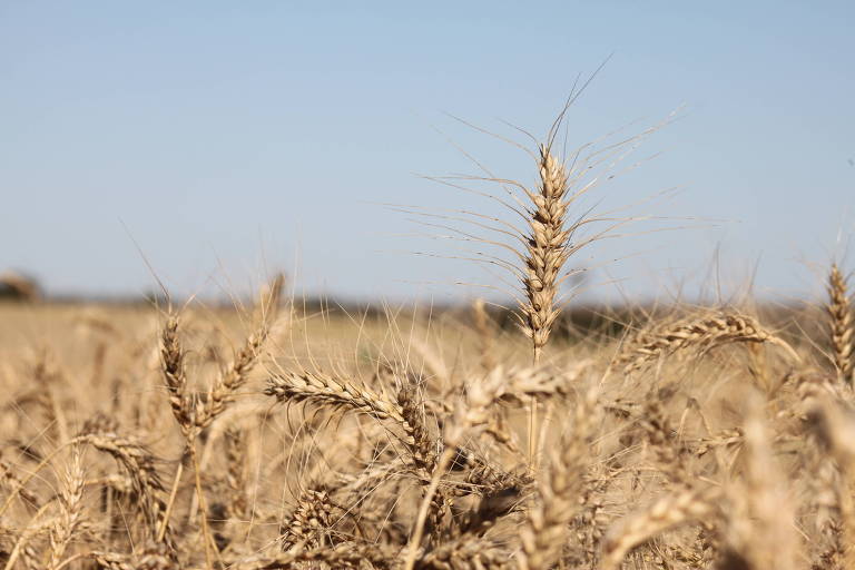 Adversidades climáticas reduzem potencial de produção do trigo