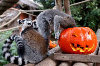 Halloween at Pairi Daiza zoo in Brugelette