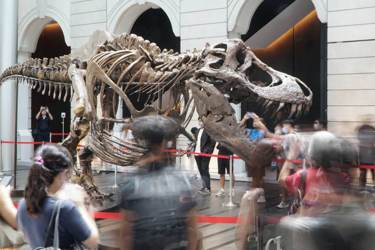 Esqueleto do T. rex Shen é exposto antes de leilão considerado prejudicial à ciência