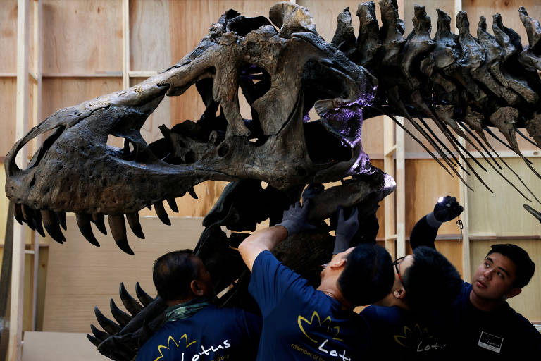 O tiranossauro rex, conhecido como Shen, é um adulto de 4,6 metros de altura e 12 metros de comprimento, que está exposto em Singapura