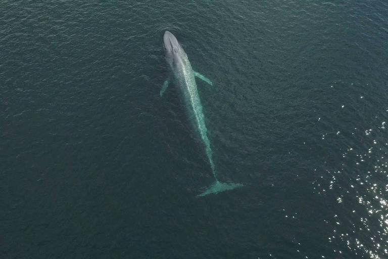 Uma baleia azul na superfície do mar