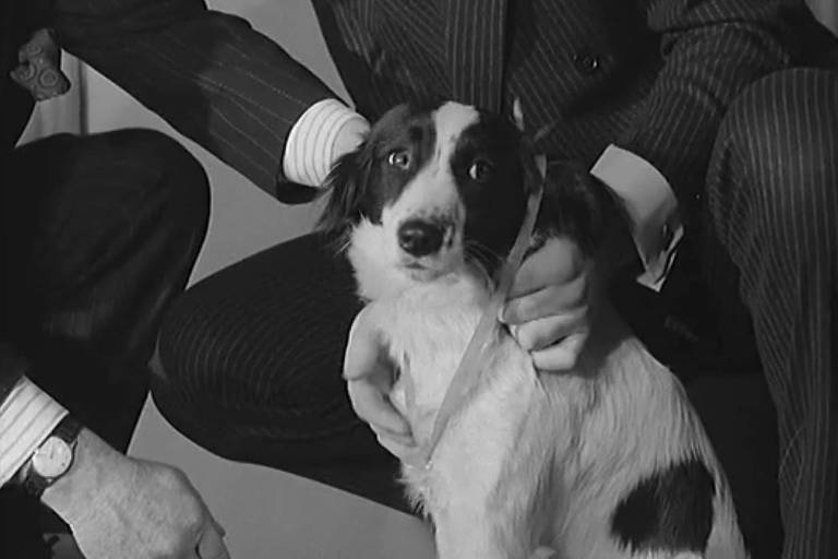Pickles, o cachorro que encontrou a taça Jules Rimet em 1966