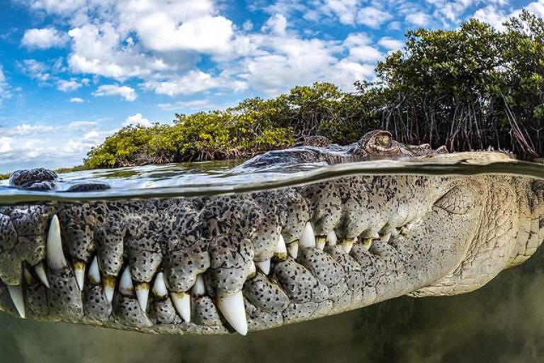Close de um crocodilo cercado por manguezais no arquipélago de Jardines de la Reina, em Cuba, feita por Tanya Houppermans, vence o Mangrove Photography Awards