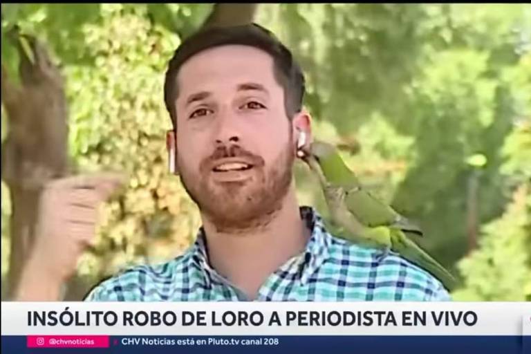 Papagaio rouba fone de ouvido de repórter no Chile