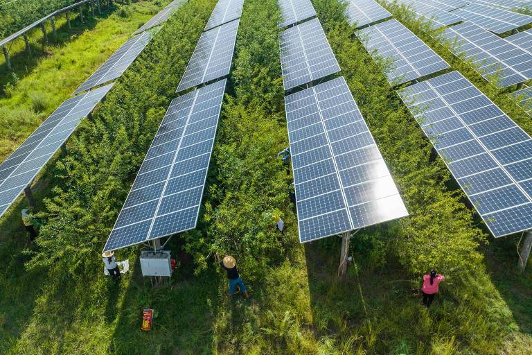 Painéis solares em plantação de pimenta em Bijie, na província chinesa de Guizhou