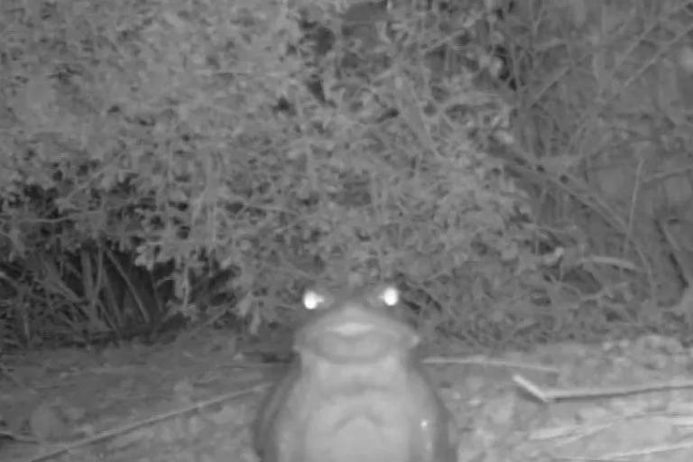 Sapo encontrado nos EUA pode secretar toxinas