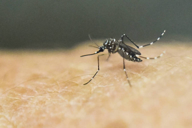 Hospitais privados registram alta de 80% nas internações por dengue