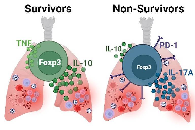Esquema representativo da resposta imunológica encontrada no pulmão dos pacientes graves; foxp3 é a assinatura-chave das células T reguladoras