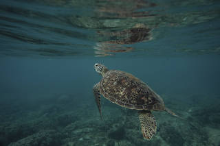 A green turtle swims near the coast of Apo Island in the Philippines in August 2022. (Hannah Reyes Morales/The New York Times)