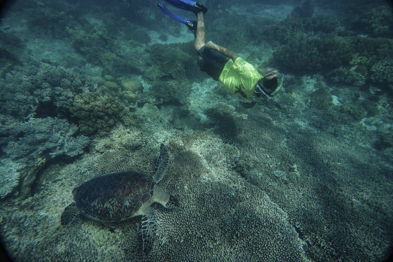 Homem com equipamento de mergulho ao lado de tartaruga são vistos por meio da água, em foto tirada de cima