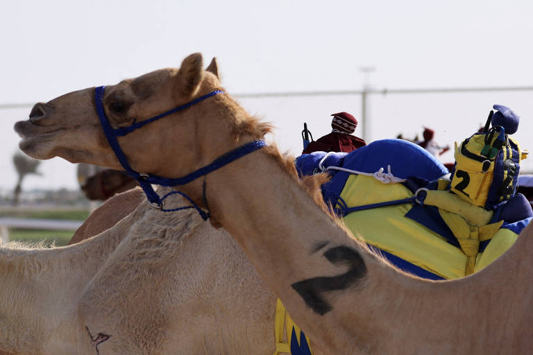 Camelo com o número dois estampado em seu corpo e montados por um jóquei-robô participa de corrida em Al-Shahaniya, no Qatar