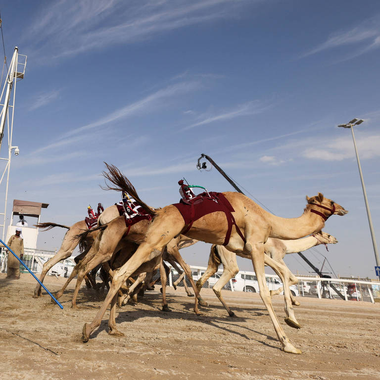 Observados por um homem em trajes árabes, dromedários dão a largada em competição de velocidade em deserto na cidade de Al-Shahaniya, no Qatar